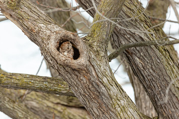 Eastern screech owl in a tree in Quebec, Canada.