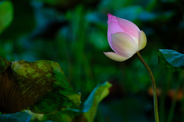 Pink lotus grown up and blooming in the pond.