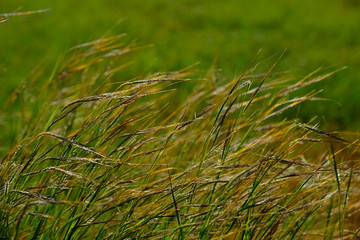 Rice grass in the field very green fresh in nature.