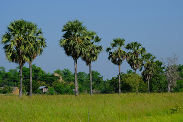 Sugar palm trees growht up in the rice field.