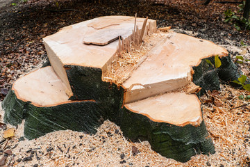 Abgesägter Baum