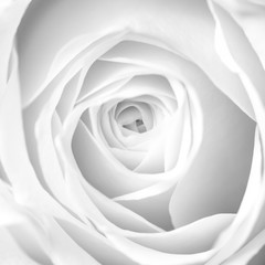 macro photo of beautiful white rose