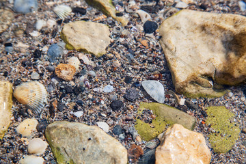 Underwater chaotic sea shells background.