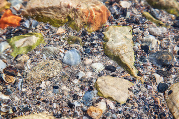 Underwater chaotic sea shells background.