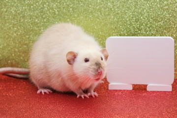 The rat is a symbol Of the new year 2020. White plate for writing text