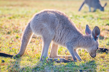 Naklejka premium A joey in the wild in Coombabah Queensland 