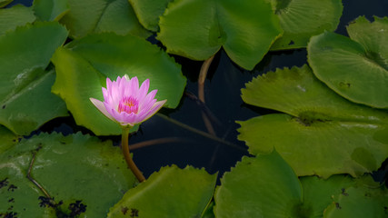 The Lotus flower in pond