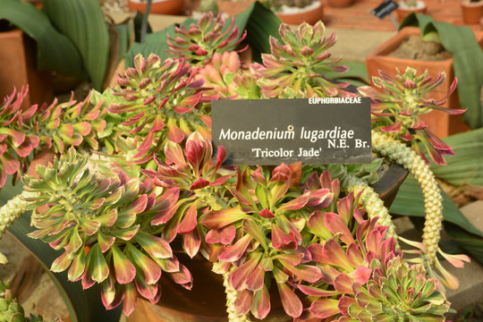 Monadenium lugardiae is a succulent growing several erect