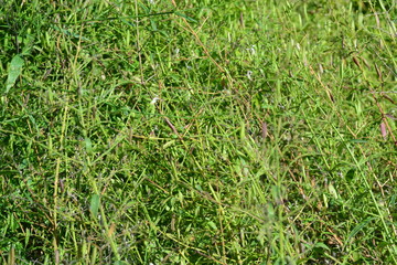 Kariyat (Scientific Name: Andrographis paniculata)