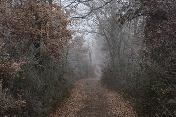 Fototapeta premium fog in the forest