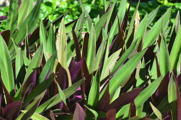 Tradescantia spathacea, the boatlily or Moses-in-the-cradle