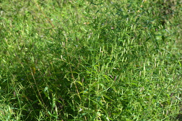 Kariyat (Scientific Name: Andrographis paniculata)