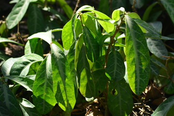 Obraz premium Dragon's Tongue or Sauropus spatulifolius Beille