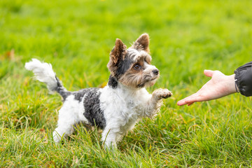 yorkshire terrier outdoor in a park