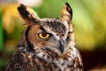 an owl with the yellow eyes