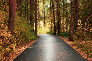 Asphalt road in the autumn park.