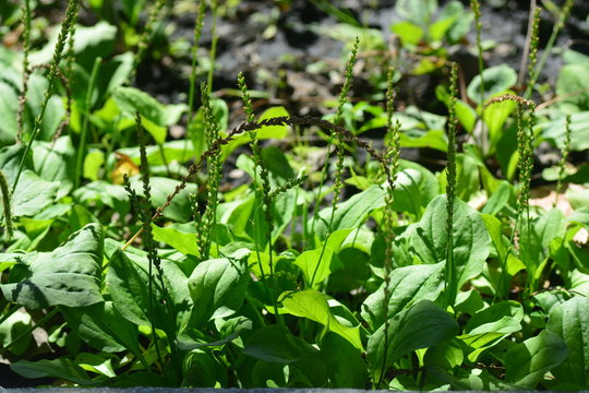 Common plantain, Greater plantain, Waybread  or Plantago major L.