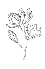 Graphic image of magnolia, hand-drawn by pen and ink. Vector