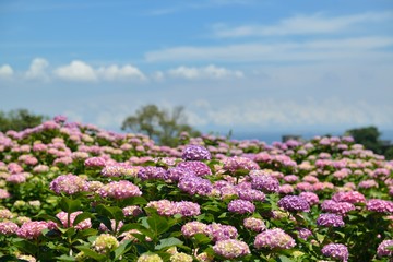 Obraz premium 紫陽花