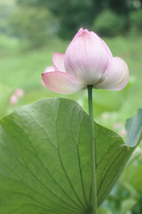 Fototapeta premium ハスの後ろ姿