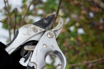 statr scissors for trimming branches