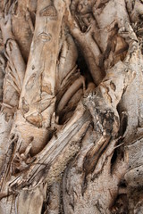  Banyan root
