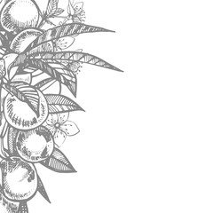 Plums hand drawn illustration. Ink sketch. Hand drawn illustration. Seamless pattern. Healthy organic food. Farm market products. Best for package design.