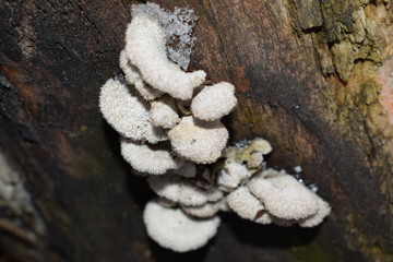 mushrooms on an old tree