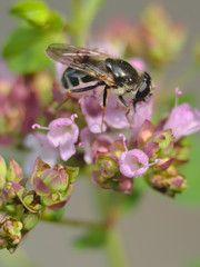 A bee on a flower in the summer