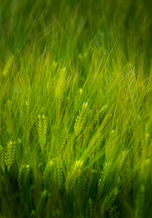 focused green wheat late spring 