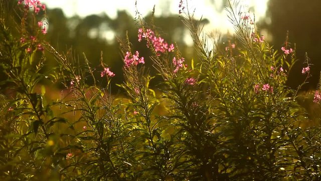 fireweed flowers on sunset background