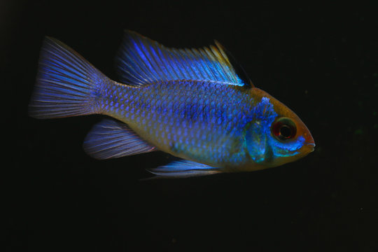 S&uuml;damerikanischer Schmetterlingsbuntbarsch (Mikrogeophagus ramirez) Weibcheni