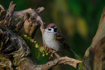 Feldsperling oder Feldspatz (Passer montanus) 