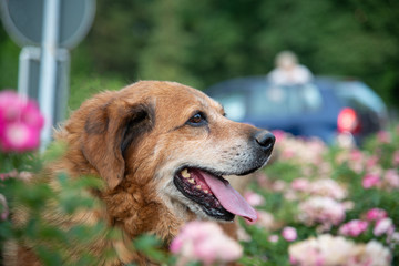 Dog from dogs shelter posing for the photo