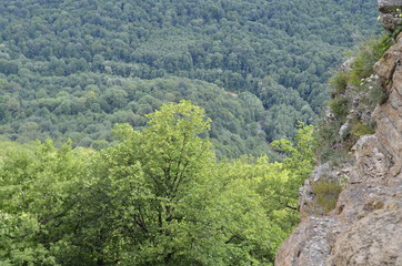 Texture of rocks in the mountains in summer, moss, grass, trees.