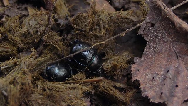 Two dung beetles digging in fresh dung, close up