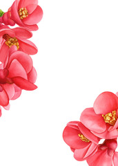 Watercolor hand drawn illustration. Blossoming twig of Japanese quince. Pink flowers isolated on white background.