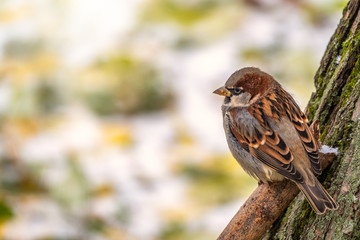 Sparrow sitting on a branch with a yellow autumn background