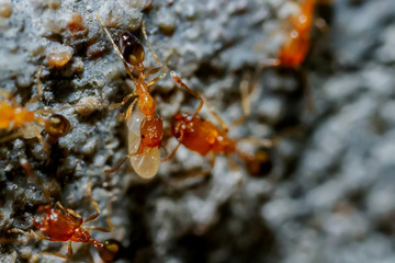 Red ants are working together as a team carrying eggs, selective focus