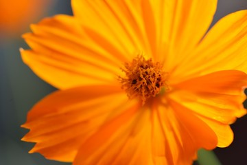 キバナコスモス