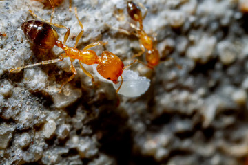 Red ants are working together as a team carrying eggs, selective focus