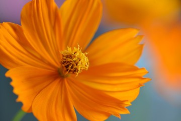 キバナコスモス