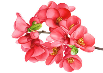 Watercolor hand drawn illustration. Blossoming twig of Japanese quince. Pink flowers isolated on white background.