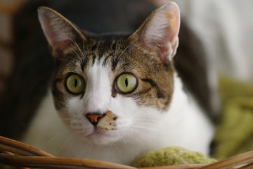 ガン見する猫ちゃん