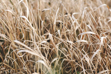 Dry grass grows on the mountain.