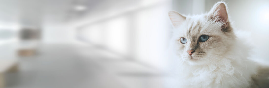 Portrait of beautiful sacred cat of burma; panoramic banner
