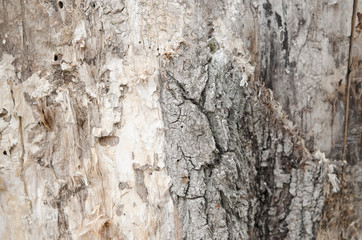 Tree bark closeup. Trunk of tree. Rough natural background.