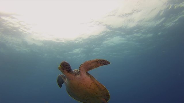 Sea Turtle Eating.Green Turtle Swimming In Calm Blue Sea Water Sunlit Sea Surface Catching Plant Food In Mouth. Beautiful Graceful Marine Turtle.Peaceful Gentle Marine Life.Aquatic Underwater Wildlife