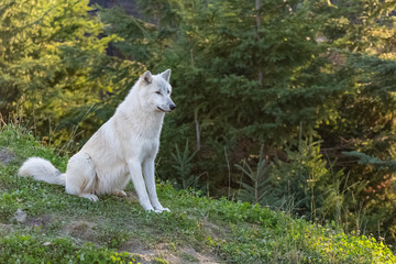 Naklejka na ściany i meble Arctic wolf standing in the forest in Canada, portrait