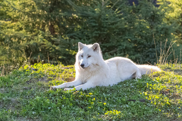 Naklejka na ściany i meble Arctic wolf standing in the forest in Canada, portrait